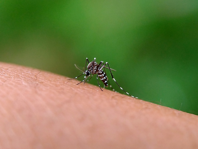 West Nile Virus Found in North Dublin