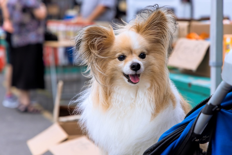 The Farmers Market Gets Extra Furry on Saturday