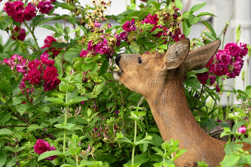 Dublin Picked a Side On Deer. Have You?