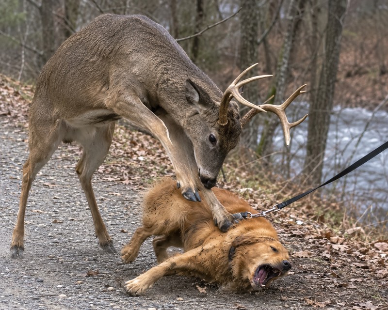 What's Actually Behind Dublin's Deer Decision
