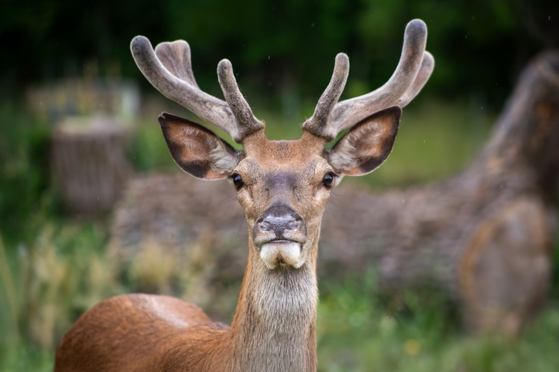 Dublin's Deer Plan Now Has Dates: Nov. 1 to March 31